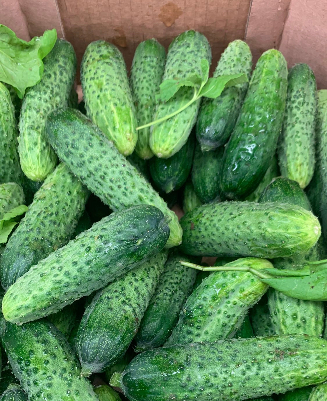 Mini salatalık