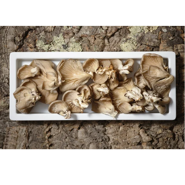 Oyster Mushroom