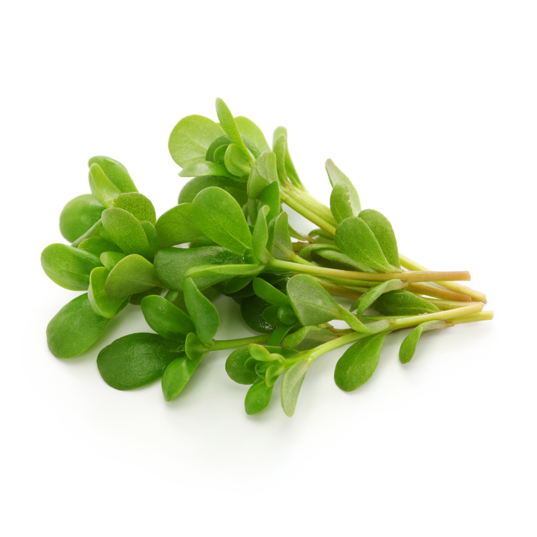 Semizotu - Purslane