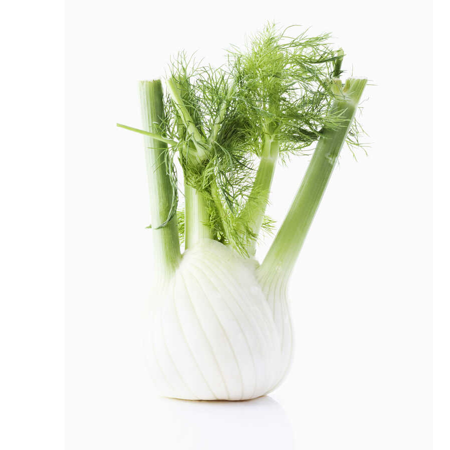 Fennel