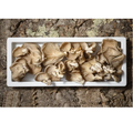 Oyster Mushroom
