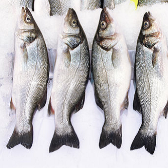 Levrek - Sea Bass