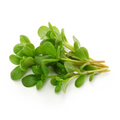 Semizotu - Purslane