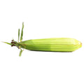 Closed Corncob 2 pcs