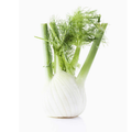 Fennel