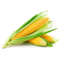 Closed Corncob 2 pcs
