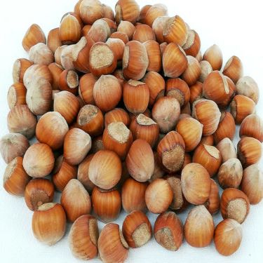 Hazelnuts in shells